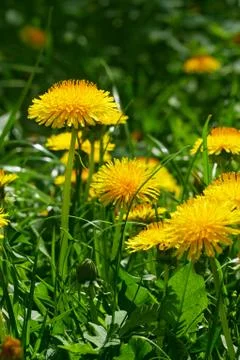 Dandelion flowering close-up Stock Photos