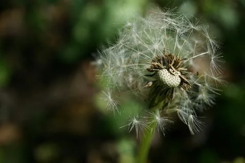 Dandelion flowermacro Stock Photos