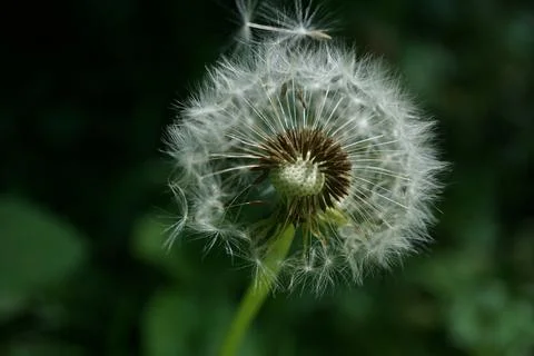 Dandelion flowermacro Stock Photos