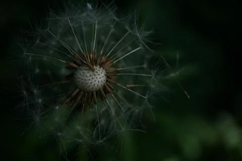 Dandelion flowermacro Stock Photos