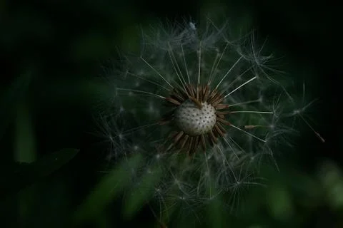 Dandelion flowermacro Stock Photos