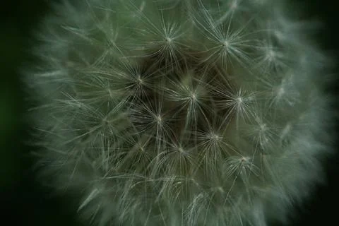 Dandelion flowermacro Stock Photos