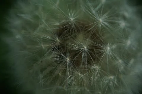 Dandelion flowermacro Stock Photos