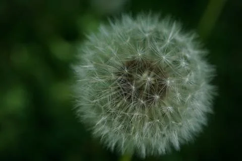 Dandelion flowermacro Stock Photos