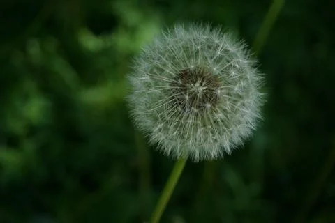 Dandelion flowermacro Stock Photos