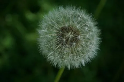Dandelion flowermacro Stock Photos