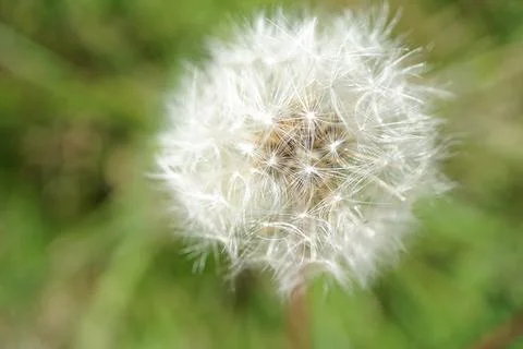 Dandelion flowermacro Stock Photos