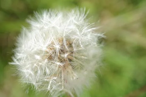 Dandelion flowermacro Stock Photos