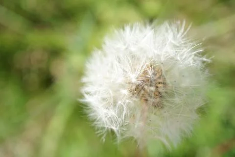 Dandelion flowermacro Stock Photos