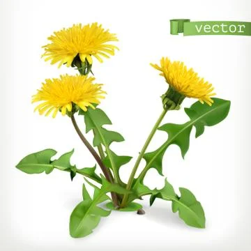 Dandelion flowers, 3d vector icon Illustrazione stock
