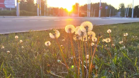 Dandelion flowers against the background of the setting sun in summer, close-up Stock Footage 254064045