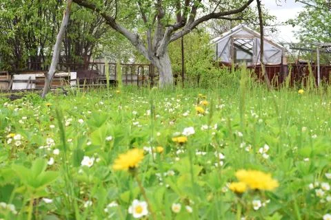 Dandelion flowers with Apple tree in the background and home Stock Photos