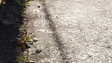 Dandelion flowers on the asphalt at the end of spring Stock Footage 134236730