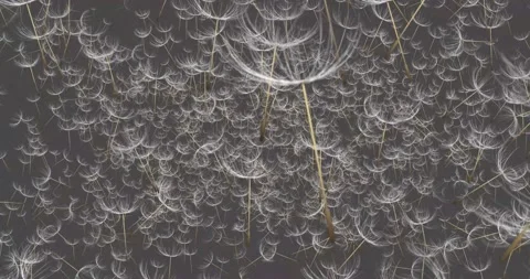 Dandelion Flowers Background V2 Stock Footage 140174760