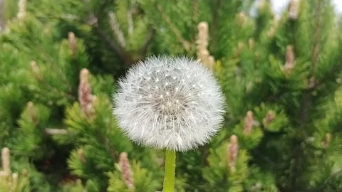 Dandelion Flowers In Bloom. Stock Footage 155281838