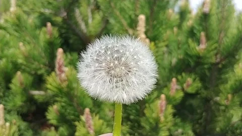 Dandelion Flowers In Bloom. Stock Footage 155281849