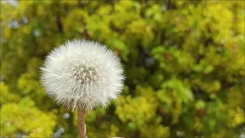 Dandelion Flowers In Bloom. Stock Footage 155281868