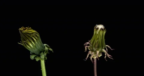 Dandelion flowers blooming composition Stock Footage 123509388