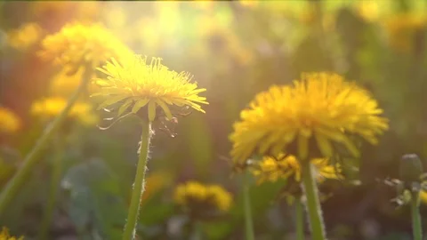 Dandelion flowers blooming on spring meadow Stock Footage 86708341