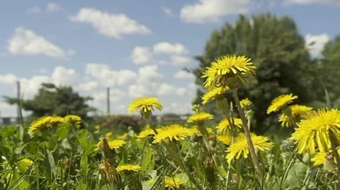 Dandelion Flowers On The Blurred Background Stock Footage 55340687