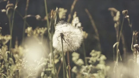 Dandelion flowers close up Stock Footage 79625389
