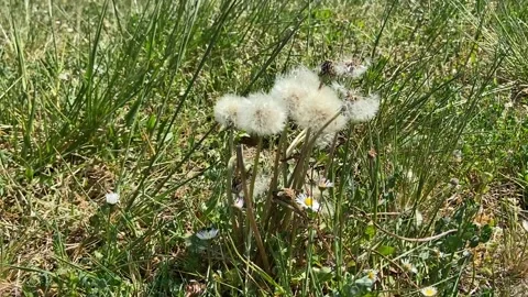 Dandelion flowers closeup Stock Footage 340640051