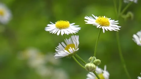 Dandelion Flowers in the Field Stock Footage 171312628