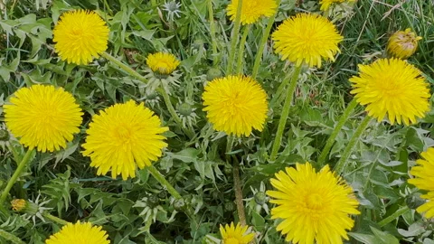 Dandelion flowers in field Vídeos de archivo 178485762