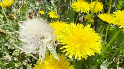 Dandelion flowers in field Vídeos de archivo 178485776