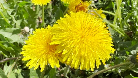 Dandelion flowers in field Vídeos de archivo 178485877