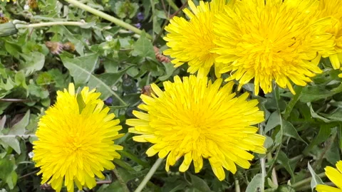 Dandelion flowers in field Vídeos de archivo 178485950