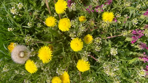 Dandelion flowers in field Vídeos de archivo 178486324