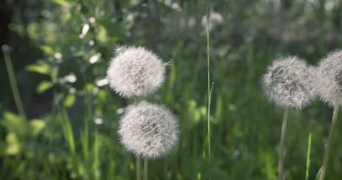 Dandelion flowers in the field. Stock Footage 196872357