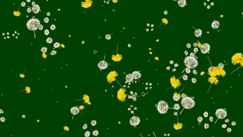 Dandelion Flowers Floating Green Screen Video Effect Video stock 265149199