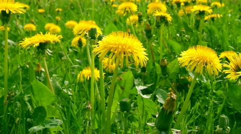 Dandelion flowers Stock Footage 731611