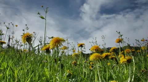 Dandelion flowers Vidéo 10912359