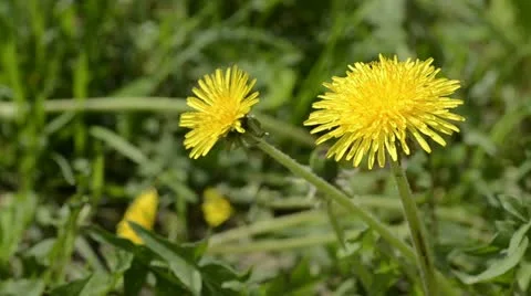 Dandelion flowers Stock Footage 11099675