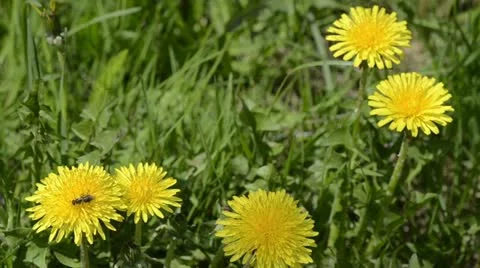 Dandelion flowers Stock Footage 11099837