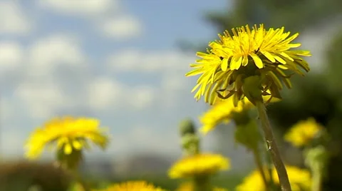 Dandelion Flowers Stock Footage 66310595
