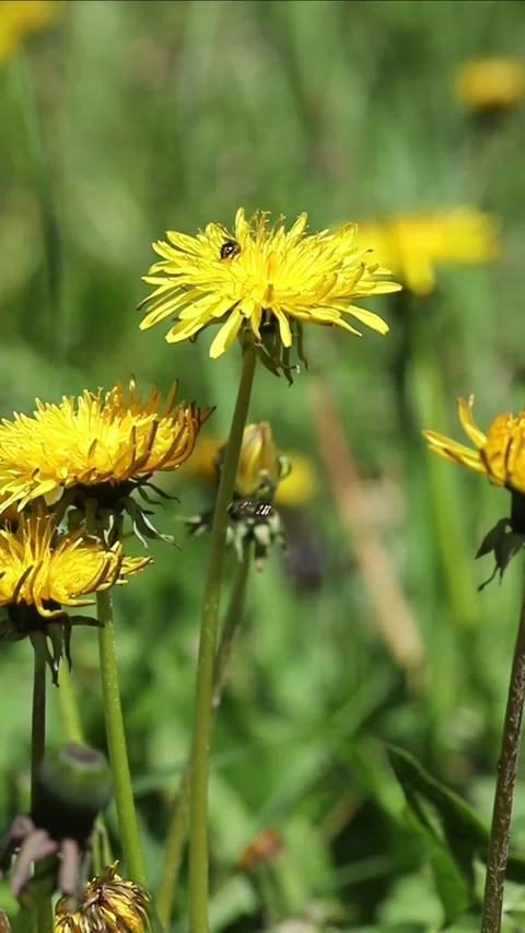 Dandelion flowers on a green background Stock Footage 332270235