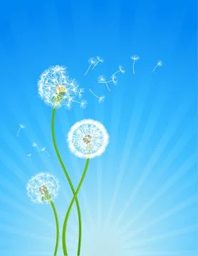 Dandelion flowers Stock Illustration