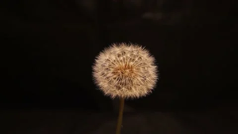 Dandelion flowers isolated on black background. Soft winds shake the dandelion Stock Footage 162895837