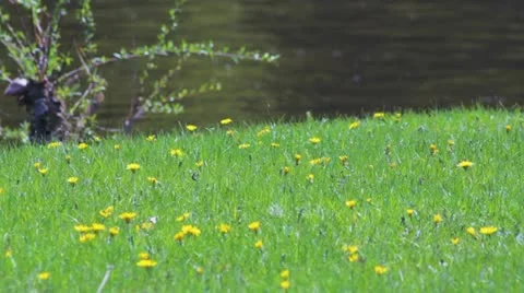 Dandelion flowers on the lawn with flowing river Stock Footage