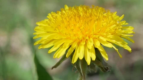 Dandelion flowers macro. Stock Footage 75296555