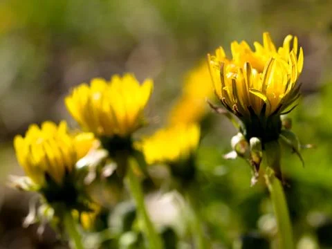 Dandelion flowers Stock Photos