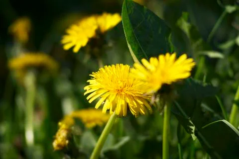 Dandelion flowers Stock Photos