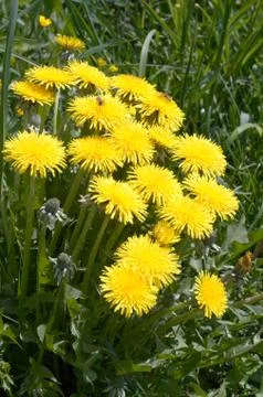 Dandelion flowers Stock Photos