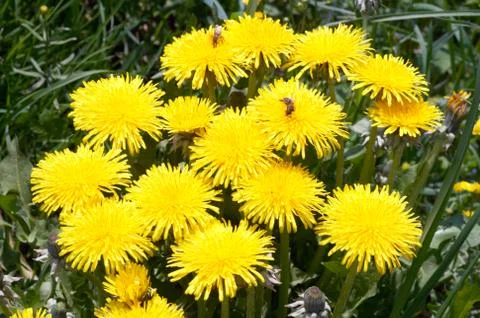 Dandelion flowers Stock Photos