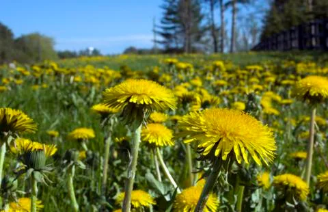 Dandelion flowers Stock Photos