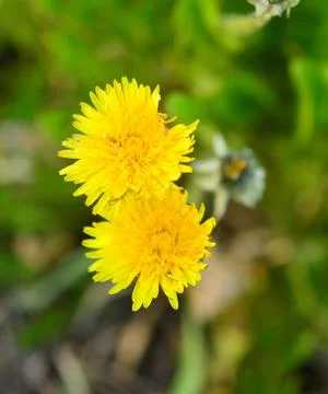 Dandelion flowers Stock Photos